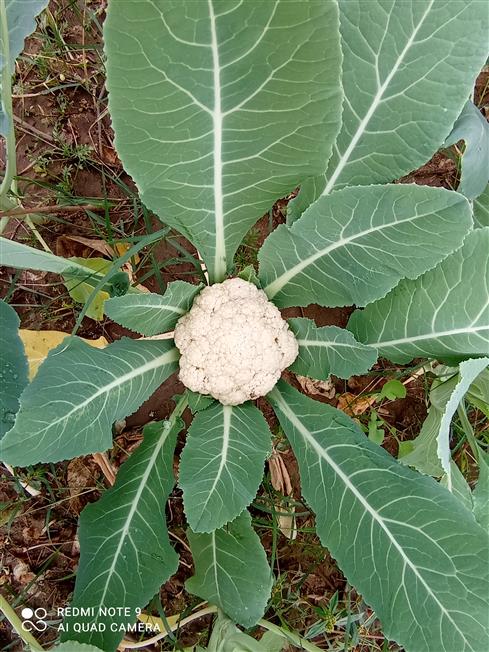 Brassica oleracea var. botrys